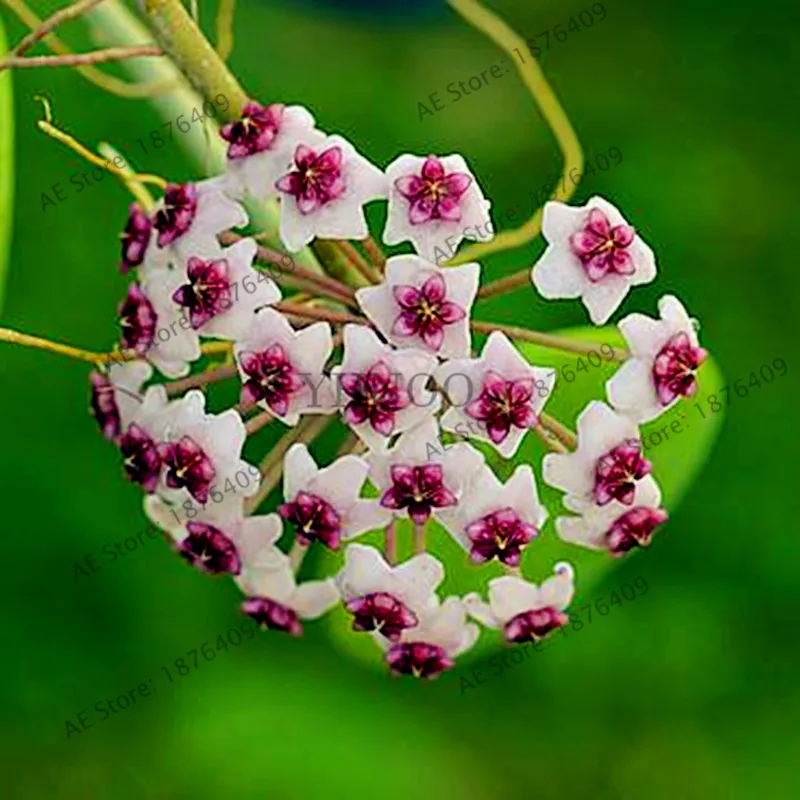 Редкое 100 шт./пакет Hoya цветок flores, Орхидея, растения, в помещении бонсай цветок, естественный рост горшок для дома и сада посадки - Цвет: 13