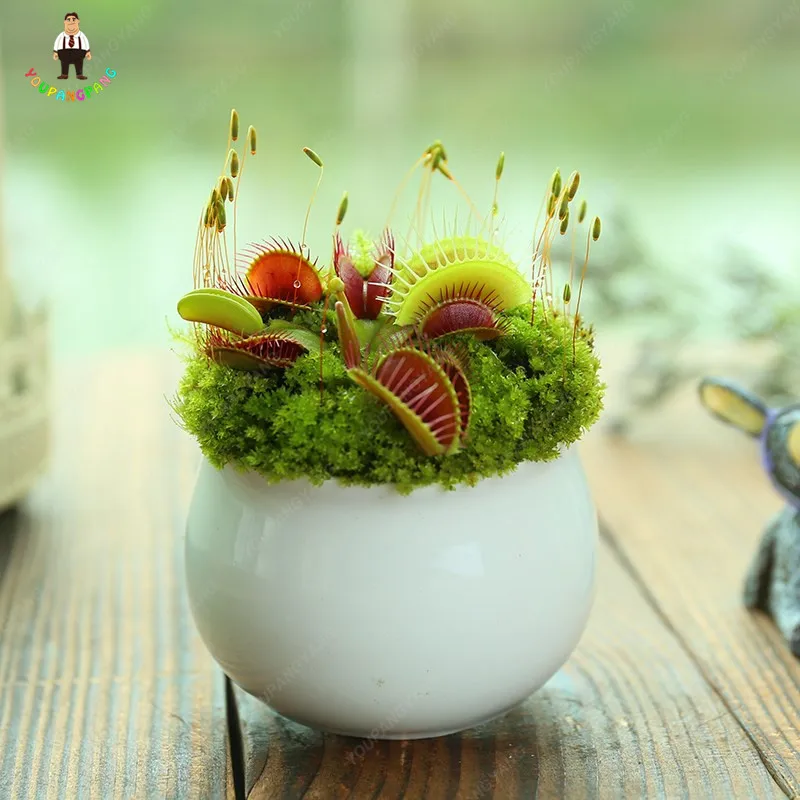 Насекомоядные растения шт. горшках 100 bonsais Dionaea Muscipula Гигантский Клип Венера Flytrap карликовые деревья цветок растения садовое украшение