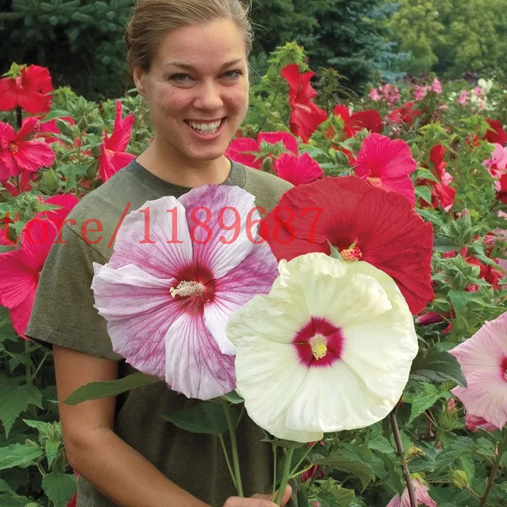 200 PCS Giant Hibiscus Flower Seeds Hardy ,rare home flower for  DIY  Garden potted or yard flower plant best gift for girl  kid