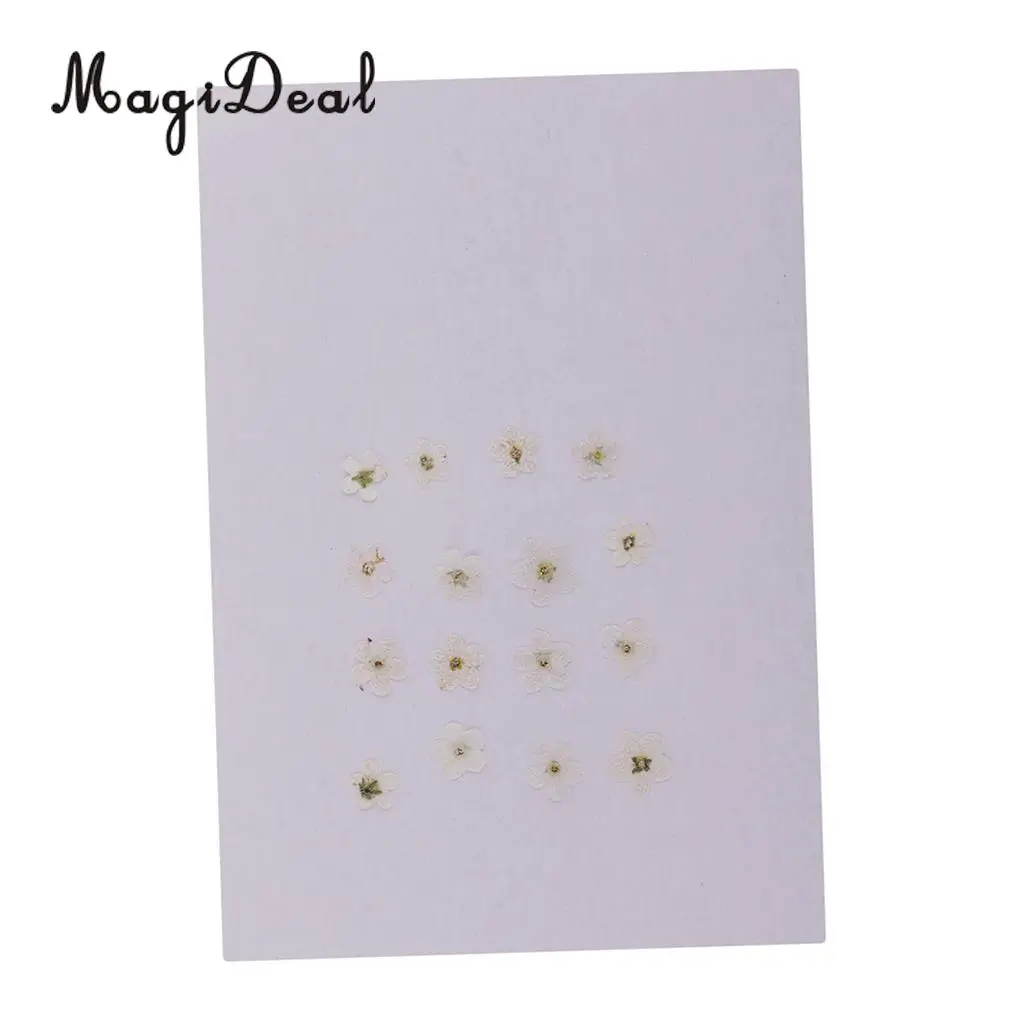 12 Pieces Forget-Me-Not Real Dried Flower Embellishment for Resin Casting Phone Case Nail Art Decoration Blue White