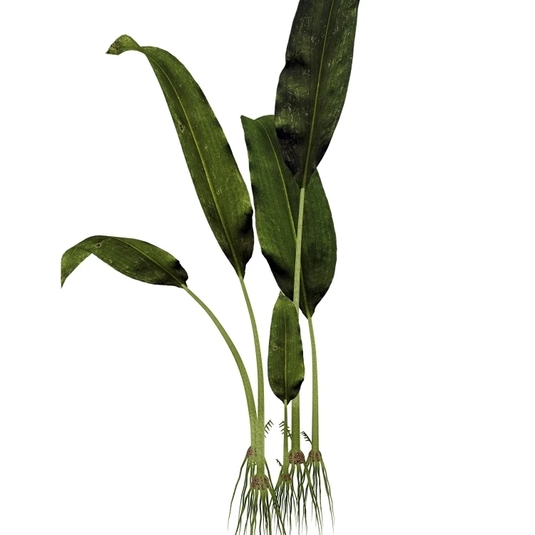 Macrotaeniopteris prehistoric plant Poster Print (12 x 16)