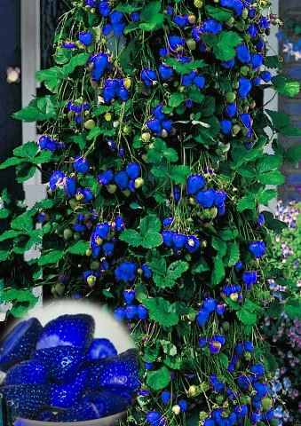 

500pcs Blue Climbing Strawberry plant tree plant,very delicious Fruit plant For Home & Garden bonsai plant,sent gift as10 kiwi