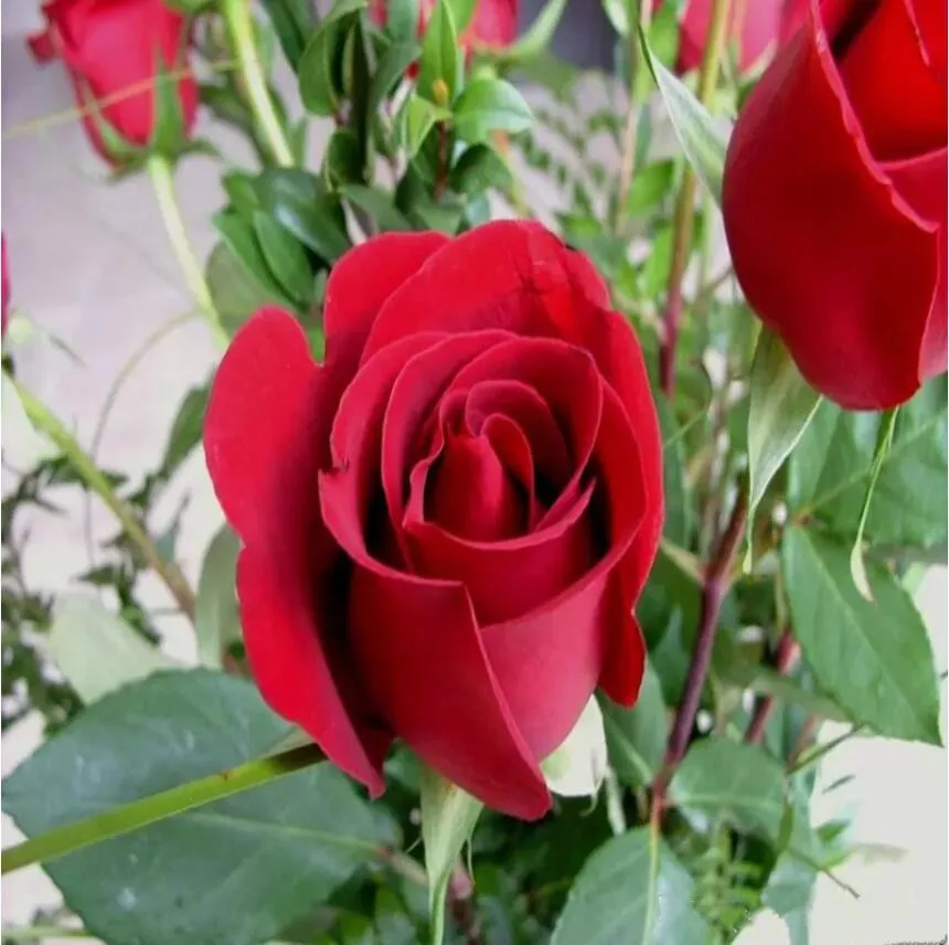 Последние семена дешевый цветок, Роза Популярные 9 цветов садовые семена 100 шт. посылка садовые растения