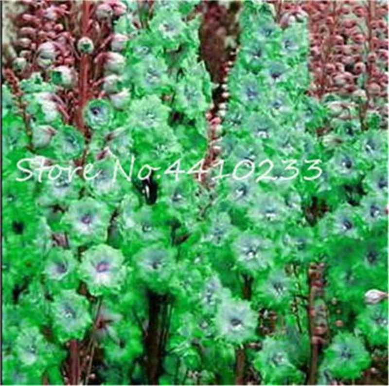 Free Shipping 100 Pcs Colourful Delphinium Bonsai Japan Beautiful Giant Room Family Garden Organic Flowers Hardy plants Free Shipping 100 Pcs Colourful Delphinium Bonsai Japan Beautiful Giant Room Family Garden Organic Flowers Hardy plants