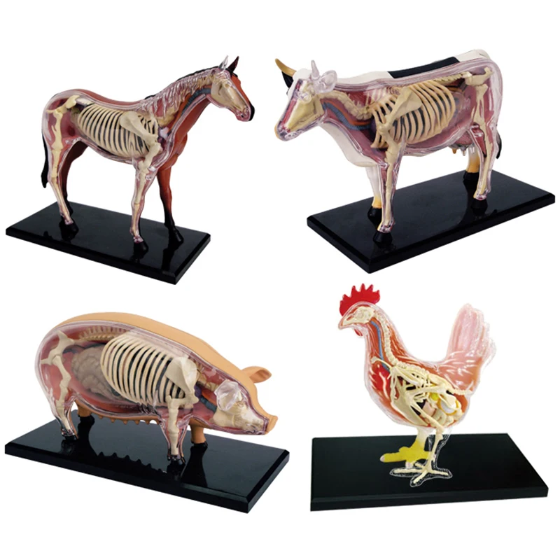 Cat Dog Chicken Cow Frog Pig Horse Anatomical Model Animal Skeleton Anatomy Educational