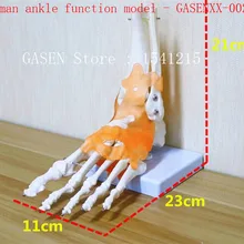 Женские ботильоны полная модель скелета связка обучение медицинская модель тела модель с секциями человеческой лодыжкой функция модель-GASENXX-002