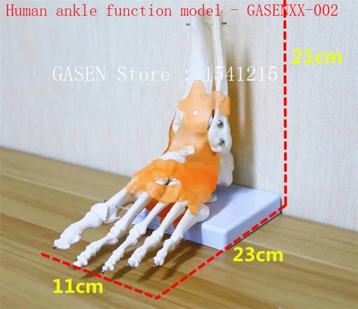 

Ankle joint Skeleton model Ligament teaching medical model Body section model Human ankle function model - GASENXX-002