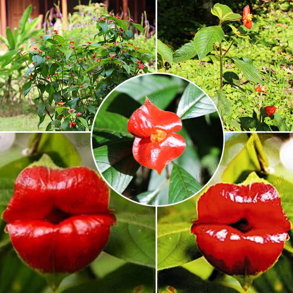 100 Pcs/Bag Red Lips Flower bonsai Rare Flower Pots Psychotria Elata Flower garden