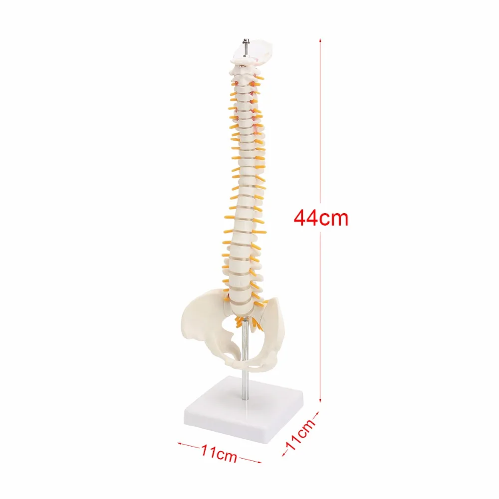 

Brand new 44CM Human Spine with Pelvic Model Human Anatomical Anatomy Spine Medical Model spinal column model+Stand Fexible