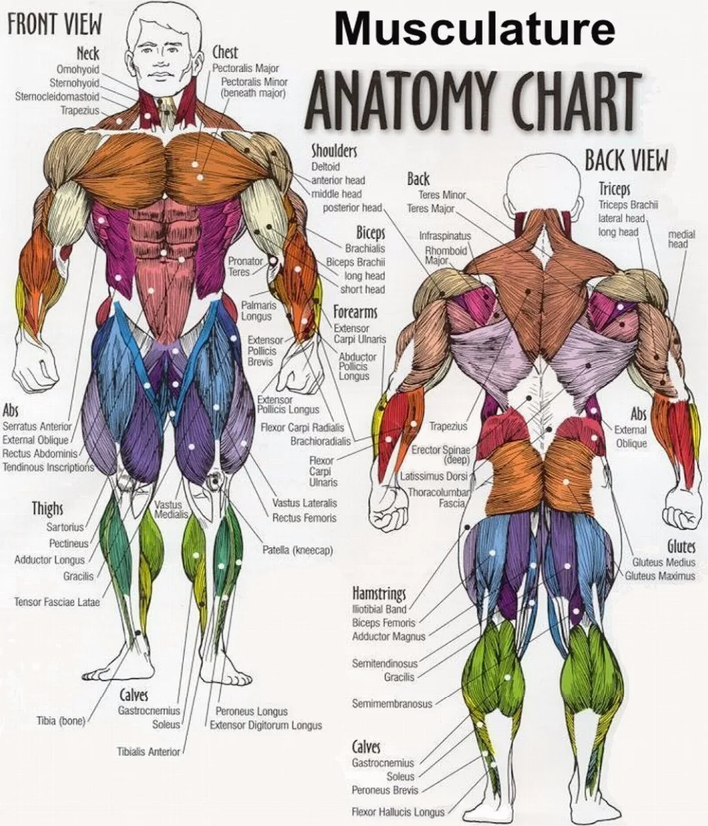 Muscles Human Body Chart