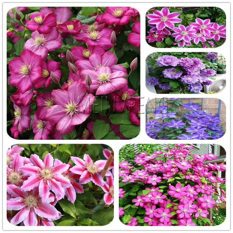 

Garden Clematis bonsai Mix Colors Varieties Beautify Courtyard Terrace Purple Clematis Flower bonsais of Rare Plants 100pcs