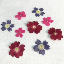 Oryginalny kolor Verbena 2020 Handmade kwiatowy wtopiony kwiat na wzór hurtownia bezpłatna przesyłka 120 sztuk