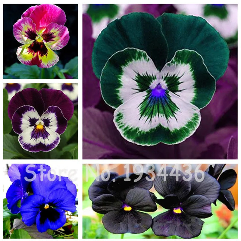 

Novelty 24 Kind Colors 100pcs /Pack Mexican Pansy Flores Wavy Viola Tricolor Flower Bonsai Plantas Plant For Diy Home Garden
