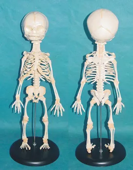 

Human New Born One Head Baby Anatomy Skull Skeleton Anatomical Brain Anatomy Education Model Anatomical Study Display Model 35cm