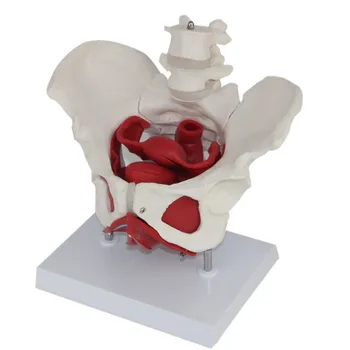 

Heymodel Female Pelvis and Reproductive Organs Model Female Bladder Pelvic Floor Muscle Rehabilitation Medical Teaching Supplies