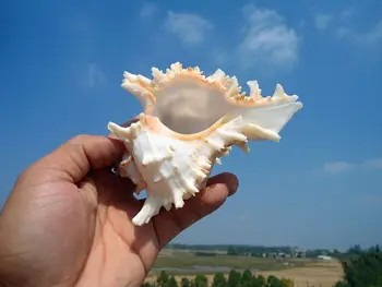 

HappyKissNatural thousand screw conch shell manual screw natural platform household decorates a wall post wedding arrangeme