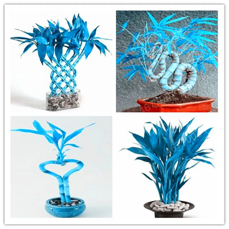 

Big Promotion ! 50 Pcs Fresh Indoor Lucky blue Bamboo Bonsai House Good Luck Bamboo Pot Potted Plant For Home Garden