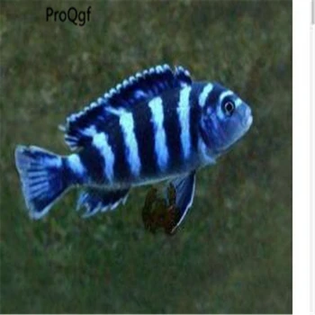 

100Pcs A Set Barchydanio rerio
