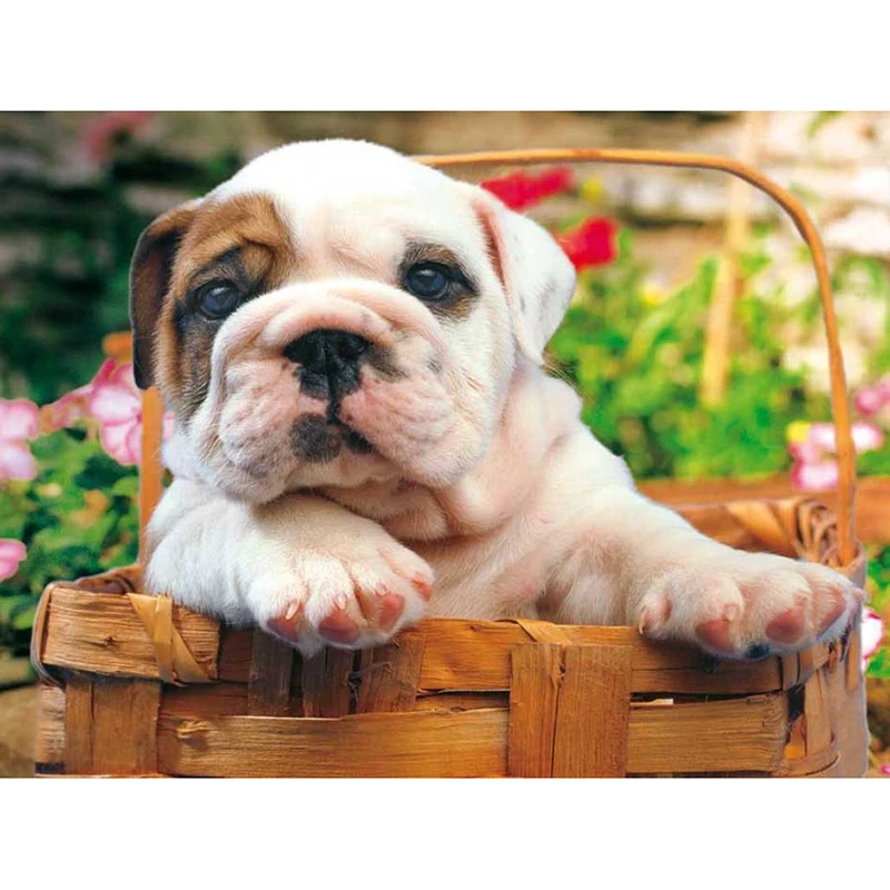 2520-bull-dog-500pc-jigsaw-puzzle-by-educa-456