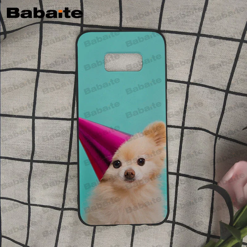Pomeranian dogs puppy