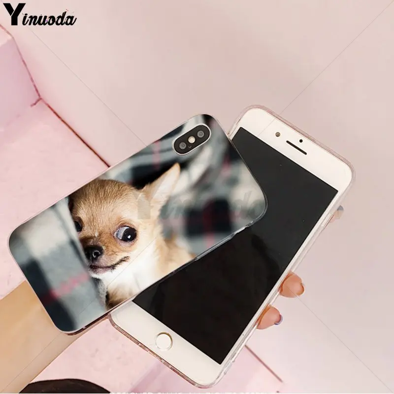 Animal Chihuahua dog