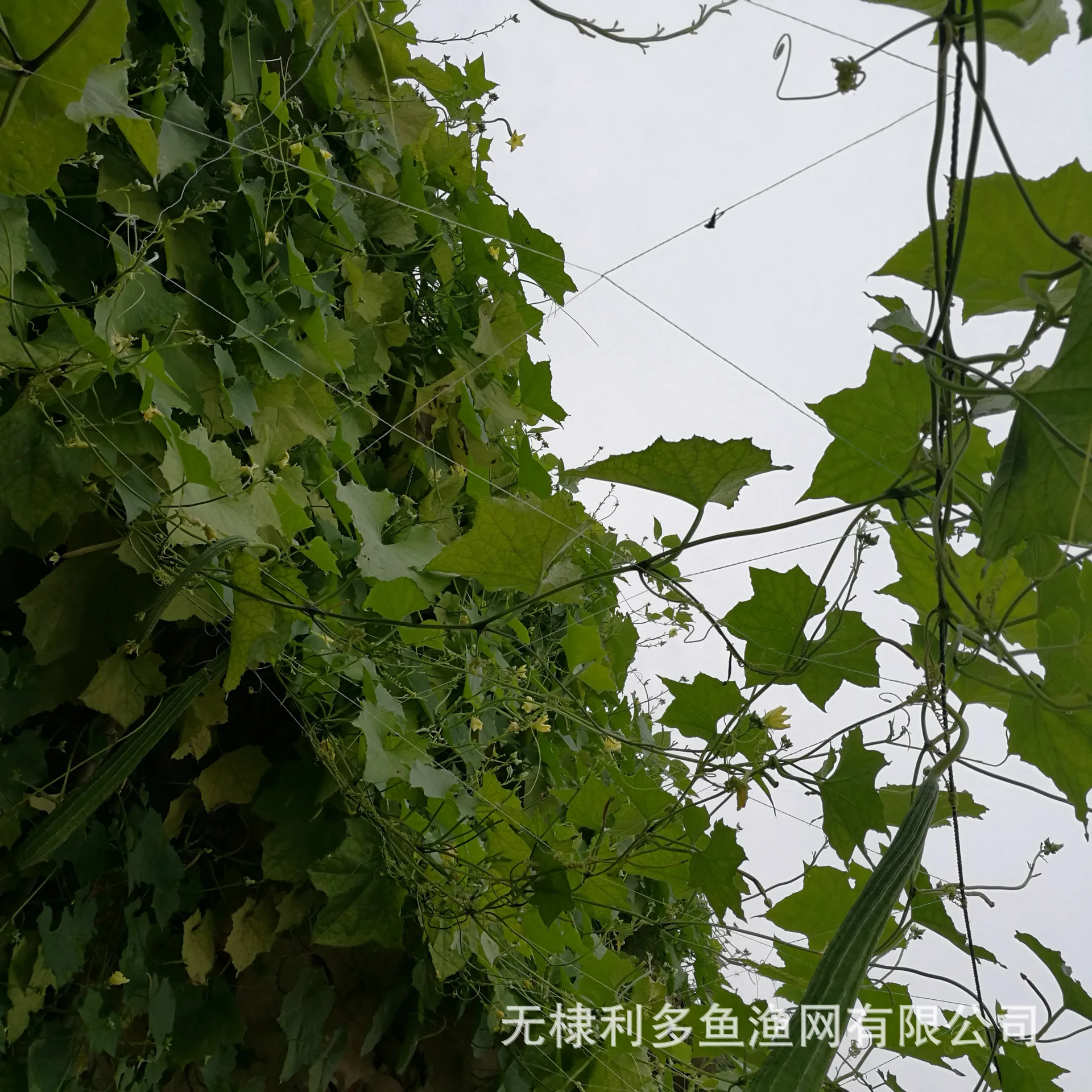 Plant Plants climbing rattan net cucumber net Horticulture Yam gardening 2m*50m 70m 100m