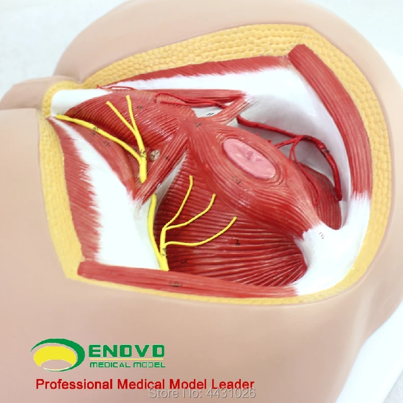 Pelvic Floor Muscles Male Anatomy