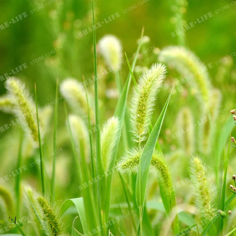 100 шт./пакет Pennisetum Alopecuroides травы домашний сад бонсай декоративные растения натуральная многолетние фиолетовый фонтан трава