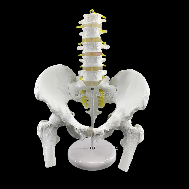 

Pelvic Model With Five Lumbar Spine Models Human Skeleton Model Femoral Lumbar Intervertebral Disc Model 28x23x18cm