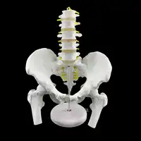 Pelvic model with five lumbar spine models Human,skeleton model Femoral lumbar intervertebral disc model 28x23x18cm