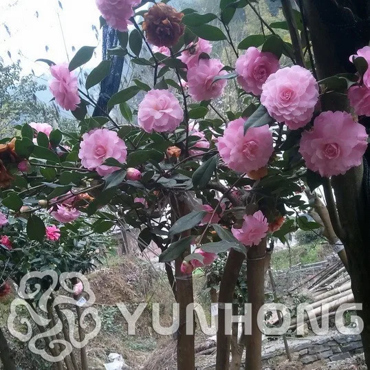 

Free Ship 5PCS Unique Camellia Reticulata Flower Bonsai Garden Flower Bonsai Flowering Plants Camellia Reticulata Flower Bonsai