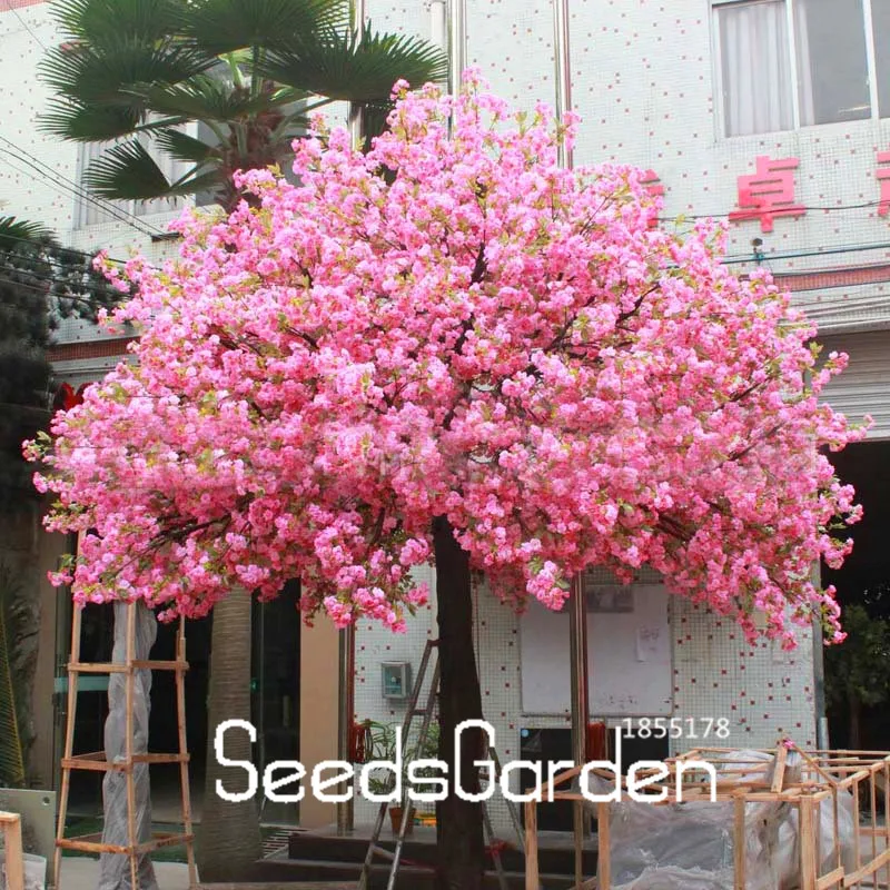 Time-Limit!!10 Pcs/bag Red Japanese cherry blossoms plant Courtyard Garden Bonsai Tree flores Small Sakura Tree plantas Mixed Co Time-Limit!!10 Pcs/bag Red Japanese cherry blossoms plant Courtyard Garden Bonsai Tree flores Small Sakura Tree plantas Mixed Co