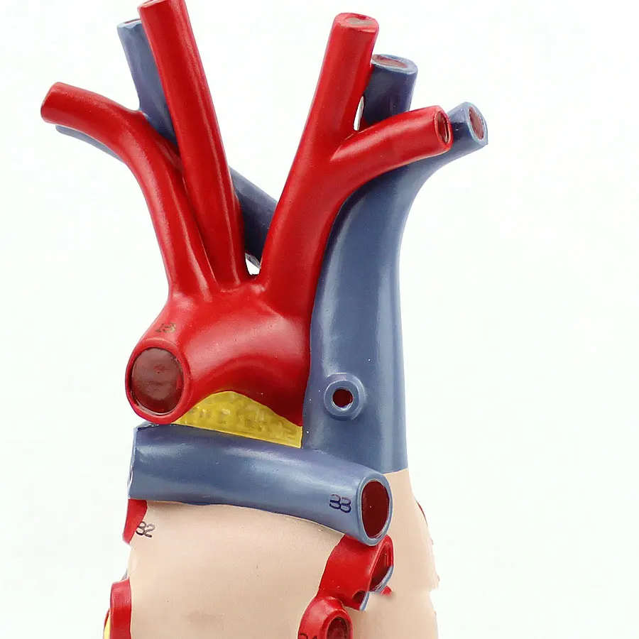Высокое качество 1:1 модель сердца человека B ультразвук медицинская кардиологическая анатомическая медицинская обучающая модель