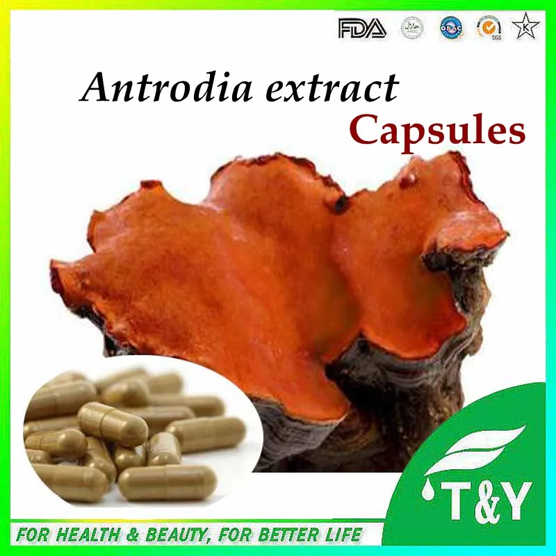 Diet Supplement improving Immune System Antrodia Camphorata Hard Capsules 500mg 500pcs