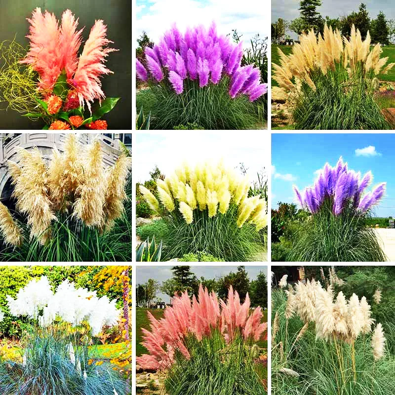 500 Pieces Lot Mix Color Pampas Gr Seeds New Rare Mini Garden 500 Pieces Lot Mix Color Pampas Gr Seeds New Rare Mini Garden Plant Outdoor Flowers Cortaderia Oana Watch Bonsai In From Home