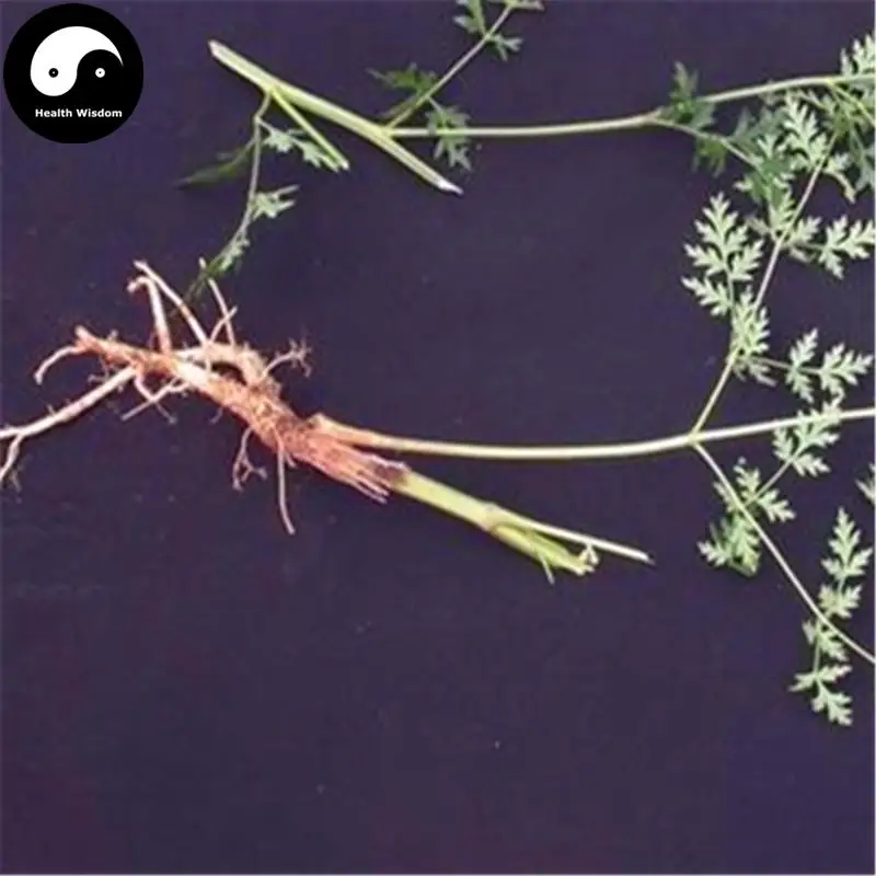 

Buy Divaricate Saposhnikovia Semente 100pcs Plant Saposhnikoviae For Bei Fang Feng