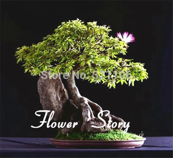 Free Shipping 10 Albizia Julibrissin Tree Mimosa Persian Silk Tree Seeds Gorgeous Diy Home Garden Bonsai Garden Banner Bonsai Seedlingsgarden Pickaxe Aliexpress Free Shipping 10 Albizia Julibrissin Tree Mimosa Persian Silk Tree Seeds Gorgeous Diy Home Garden Bonsai Garden Banner Bonsai Seedlingsgarden Pickaxe Aliexpress