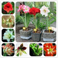 2016 Hippeastrum bulbs bonsai amaryllis seeds barbados lily DIY home garden lily potted seed bonsai balcony flower 100pcs/bag