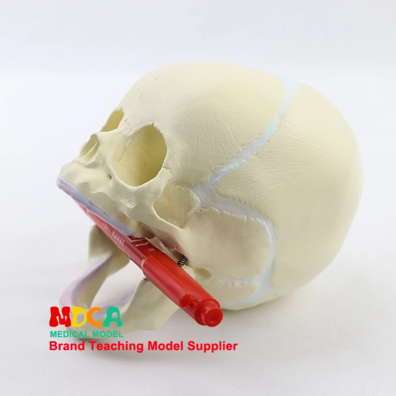 Fetal skull model infant skull bone human.skull model medical MTG002