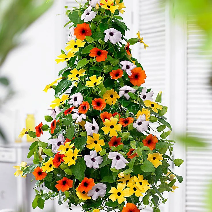 Hasil gambar untuk Black Eyed Susan Vine tanaman hias gantung