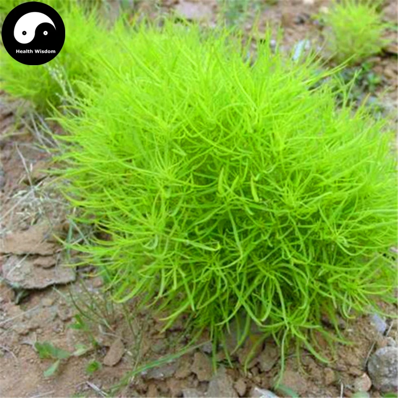 lulu mall customer care kochia scoparia