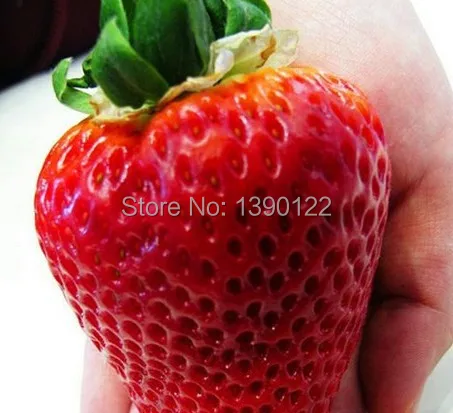 1000pcs Germany super big strawberry seeds,  fruit  seeds, garden supplies, bonsai plants