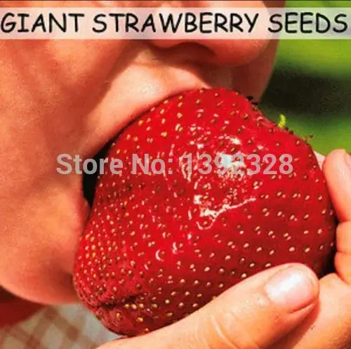 

Free Shipping 500pcs Super Giant Red Strawberry Fruit Seeds