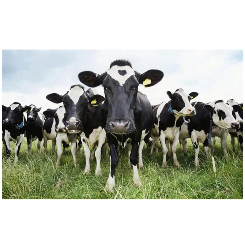 

Farm animal cow 5D Diy diamond painting Full square round Diamond mosaic diamond embroidery home crafts Wall StickerZP-865
