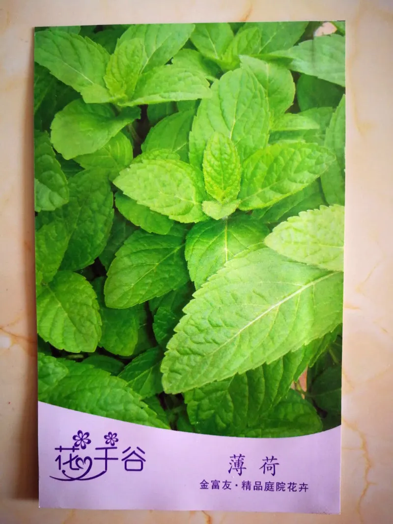 

Professional package mint plant potted in bonsai or pot Organic Plantas vegetables for home and garden decoration