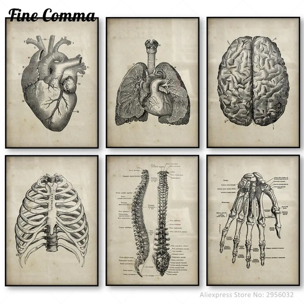 

Human Anatomy Medical Anatomy Science Vintage Posters Art Canvas Print Medical Doctor Clinic Wall Decor Pictures Canvas Painting