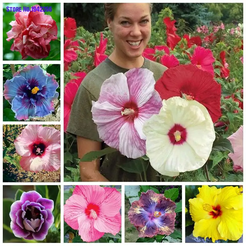 

10pcs Hibiscus Plants HIBISCUS ROSA-SINENSIS Flower Planta Flower Potted Plants Home Garden Decoration Flowers Ground Cover
