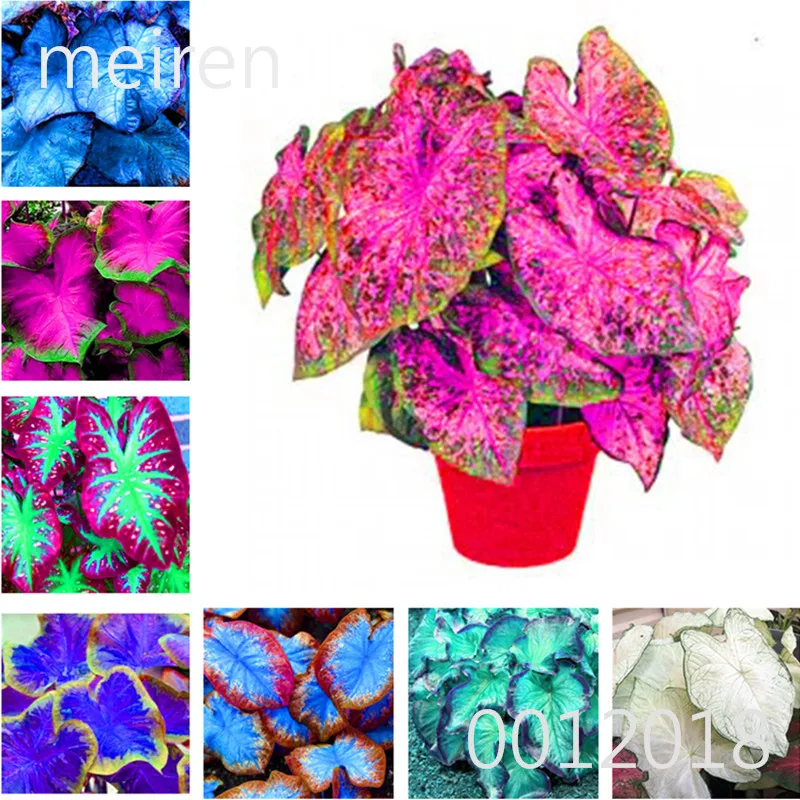 

100 Pcs Rare Colorful Caladium bonsai plant Burnt Rose Elephant Ear Beautiful Bonsai Flower Potted Plants For Home Garden