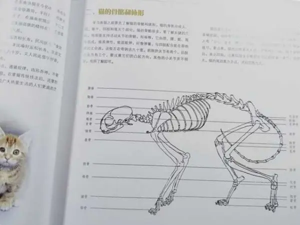 Китайский Gongbi картина книга кошка 56 страниц