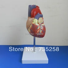 1:1 имитационная модель сердца анатомия, модель сердца человека